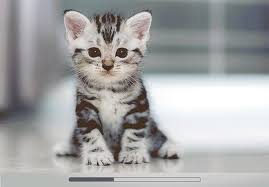 Хвищун
Андрій
Іванович